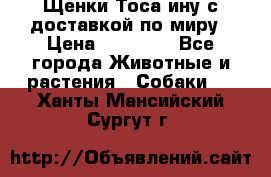 Щенки Тоса-ину с доставкой по миру › Цена ­ 68 000 - Все города Животные и растения » Собаки   . Ханты-Мансийский,Сургут г.